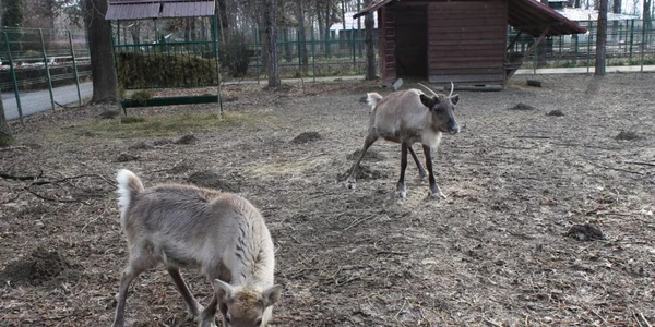 reni foto diana frîncu