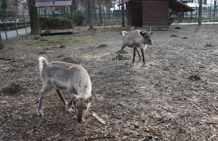 Renii crescuţi în captivitate au nevoie de spaţiu ca să alerge şi să-şi caute hrana FOTO Diana Frîncu