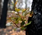 Natura îşi revine în Australia. FOTO EPA-EFE