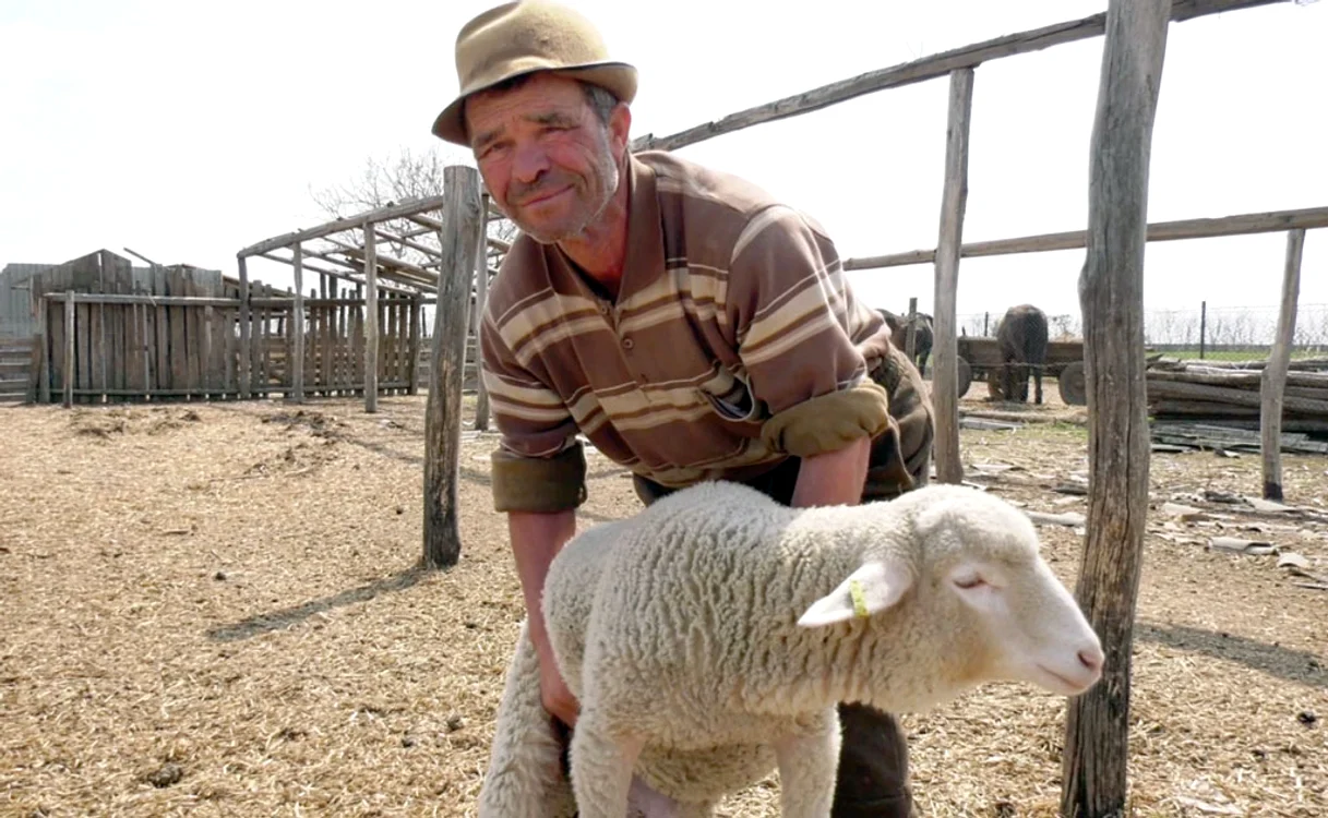 Carnea de miel, prea scumpă pentru buzunarele românilor. Sursa foto: arhivă