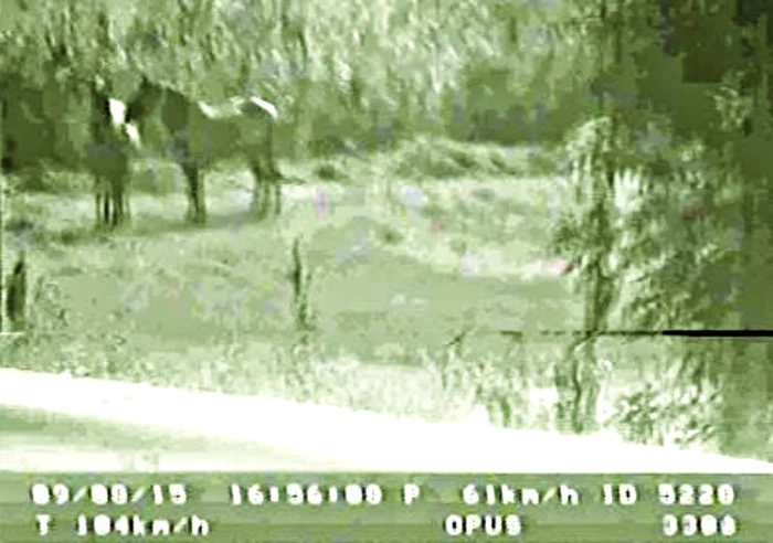 Captură de pe aparatul radar în care apar caii