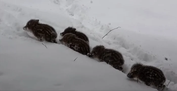 Godaci la Ocolul Silvic Putna. FOTO Captură video Adi Luca - Direcția Silvică Suceava