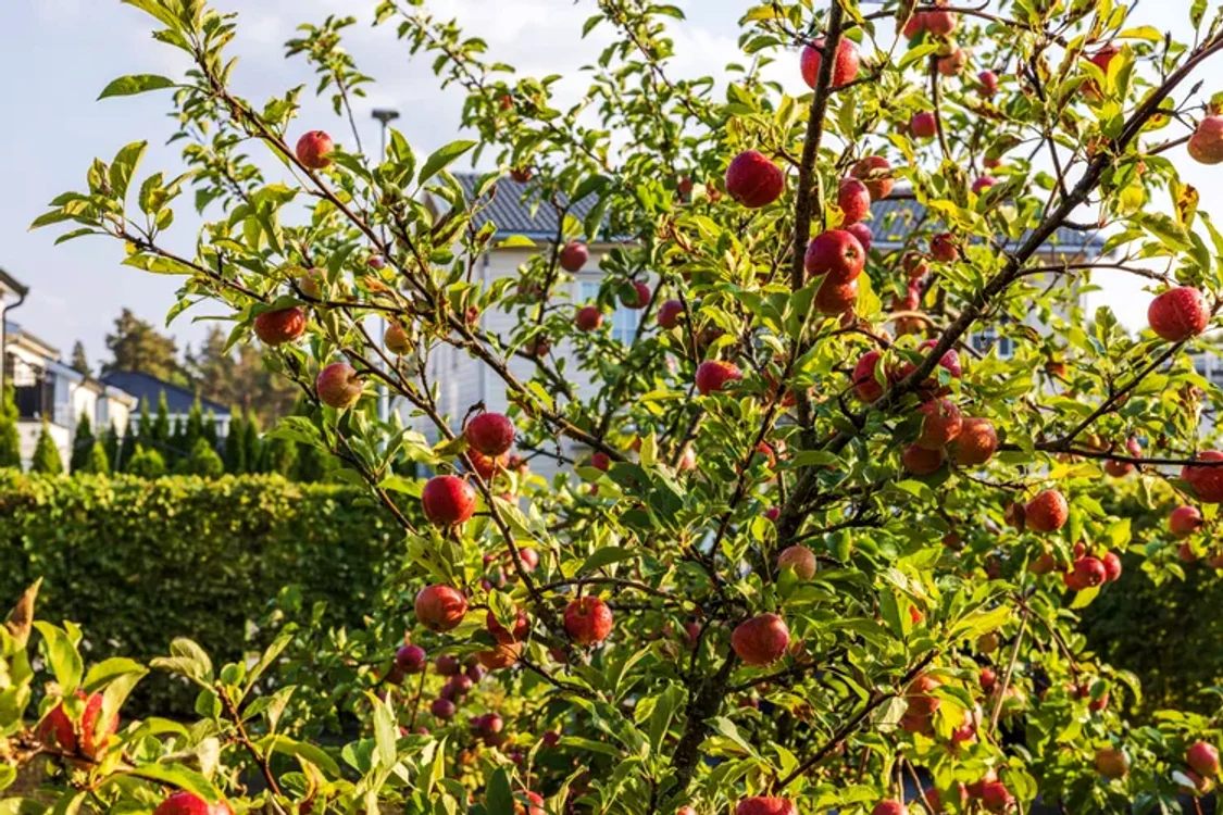 O femeie le cere vecinilor să nu mai culeagă fructe din pomii ei