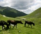 romania foto lucian muntean 015 JPG