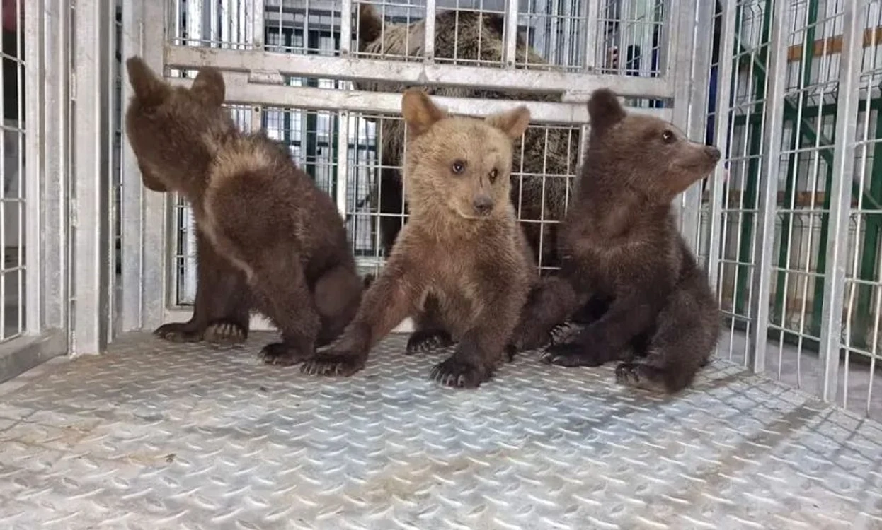 Cei trei pui ai ursoaicei relocate în sanctuarul de la Zărnești FOTO AMP Libearty