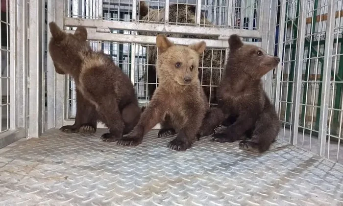 Cei trei pui ai ursoaicei relocate în sanctuarul de la Zărnești FOTO AMP Libearty