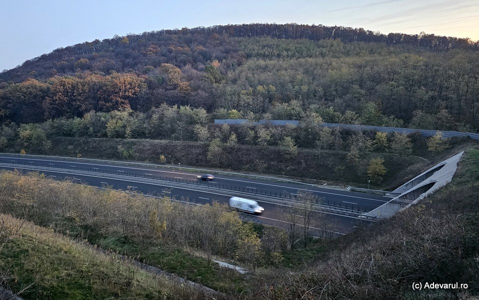 Tunelurile pentru urși pe autostrăzile României. Cum au evoluat coridoarele verzi, privite la început cu suspiciune   