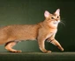 Chausie  jpeg