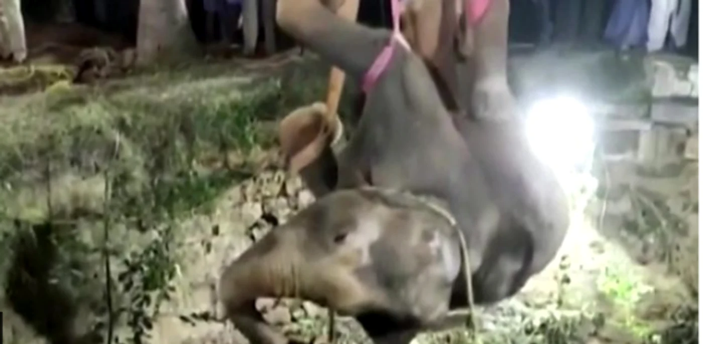 Un elefant a fost salvat dintr-o fântână adâncă în India Foto captură via BBC