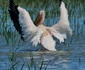 Imagine spectaculoasă din Delta Dunării Foto: Vlad Eftenie