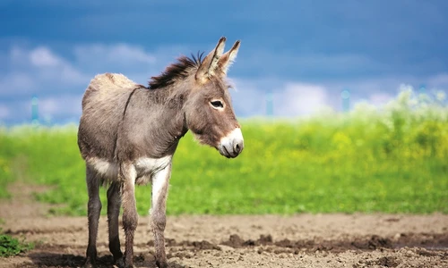 1 59942 original jpg jpeg