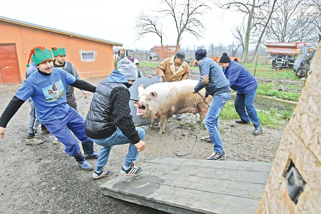 Zece bărbaţi s-au luptat să o urce în dubă