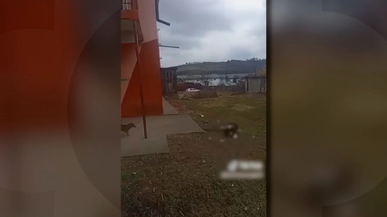 Doi tineri din Mureș au aruncat un câine de la etaj. FOTO: Observator