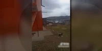 Câine aruncat de la etaj, Mureș jpg
