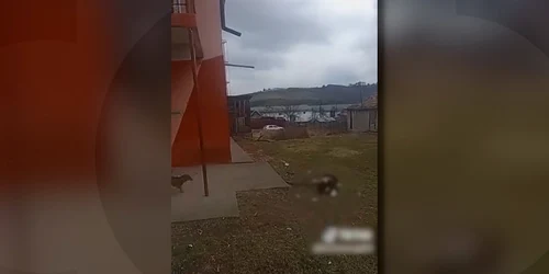 Câine aruncat de la etaj, Mureș jpg
