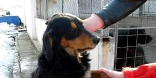 Lunar, copiii le duc de mâncare câinilor fără stăpân de la Bucov