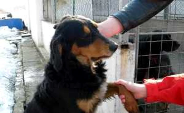 Lunar, copiii le duc de mâncare câinilor fără stăpân de la Bucov