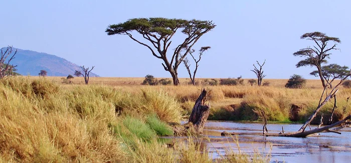 Parcul Serengeti găzduiește aproximativ 3.000 de lei Foto: Wikipedia