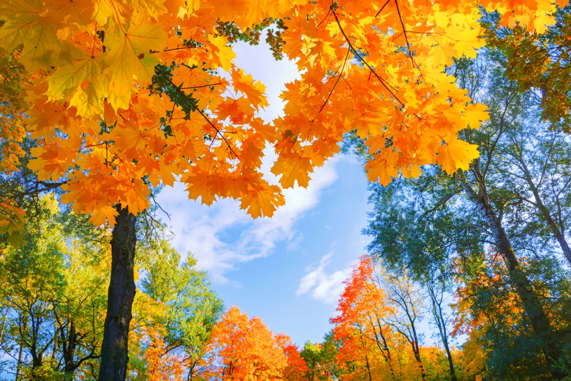 Toamna se lasă așteptată FOTO Shutterstock