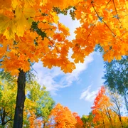 toamna copaci frunze galbene shutterstock