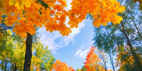 toamna copaci frunze galbene shutterstock