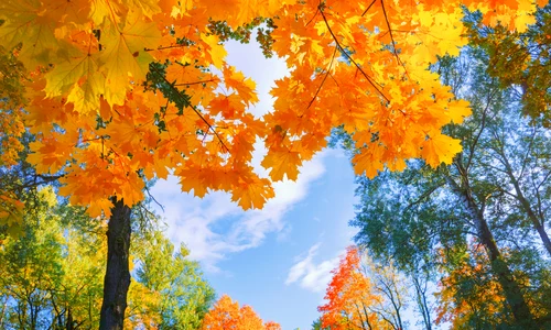 toamna copaci frunze galbene shutterstock