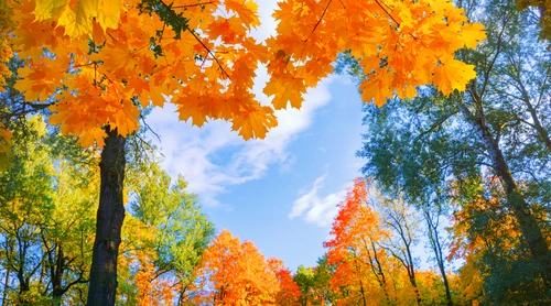 toamna copaci frunze galbene shutterstock