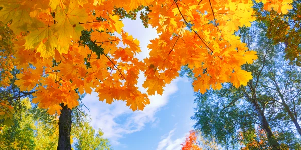 toamna copaci frunze galbene shutterstock
