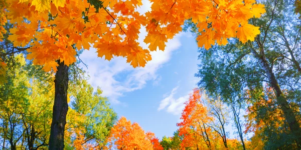 toamna copaci frunze galbene shutterstock