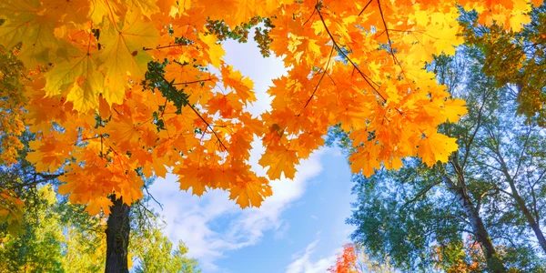 toamna copaci frunze galbene shutterstock
