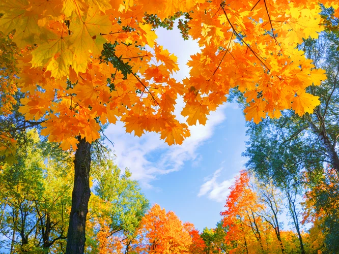 toamna copaci frunze galbene shutterstock
