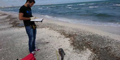 delfin mort FOTO Mare Nostrum