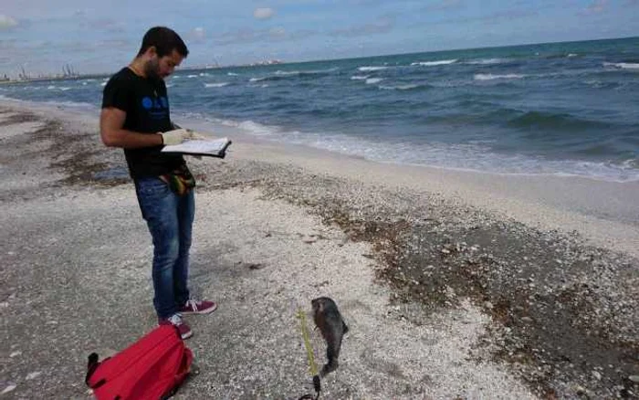 Voluntar, alături de unul dintre delfinii găsiţi morţi la Năvodari FOTO Mare Nostrum