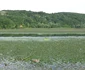 Delta de pe Jiu a devenit casă pentru multe specii de păsări protejate de lege Foto: Adevărul