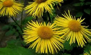 iarba mare tribuna ro jpg 0 jpeg