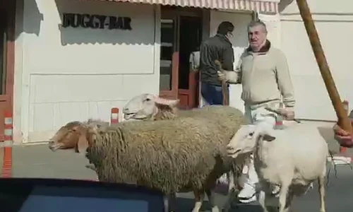 gigi becali oi jpeg