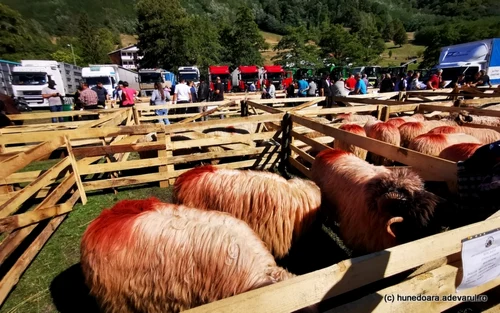 sarbatoarea oierilor la costesti foto daniel guta adevarul