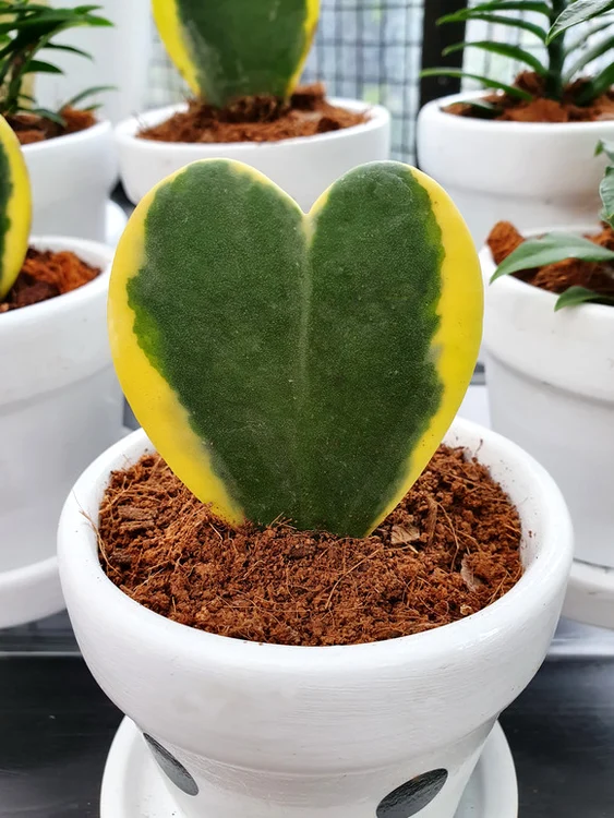 
    Hoya, planta cu frunze în formă de inimifoto: Shutterstock.com  