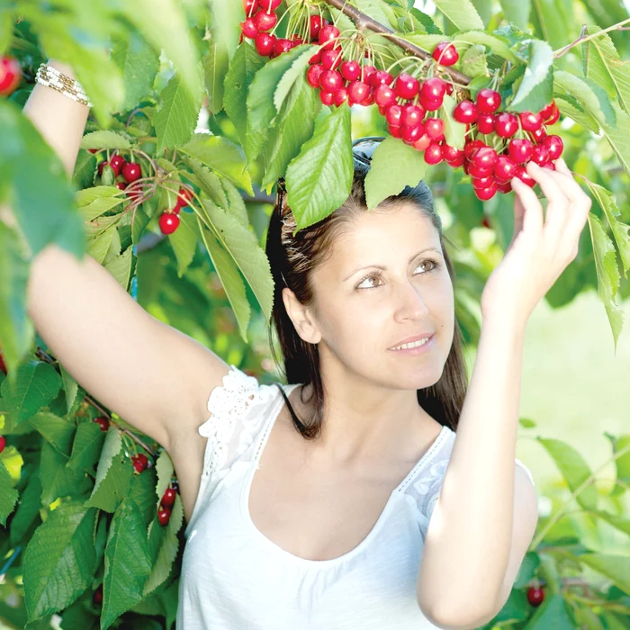 
    Vişinele sunt printre cele mai apreciate fructe de sezon  