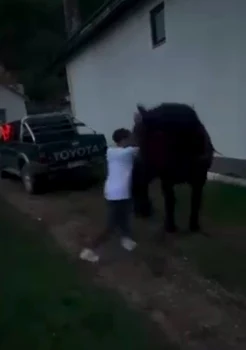 Doi bărbați din Bistrița-Năsăud, reținuți după ce au forțat un cal să tragă o mașină de teren