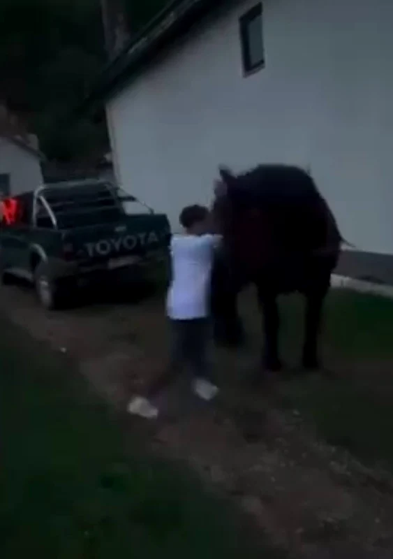 Doi bărbați din Bistrița-Năsăud, reținuți după ce au forțat un cal să tragă o mașină de teren