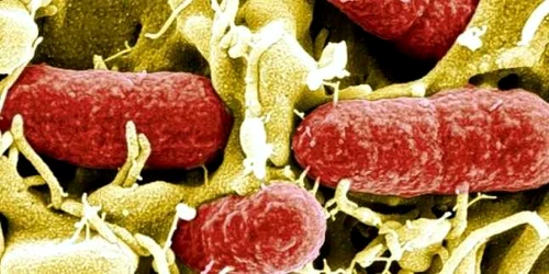 Bacteria E.coli, imagine a Centrului german de Cercetare Helmholtz din Brunswick / sursa foto: wsj.com