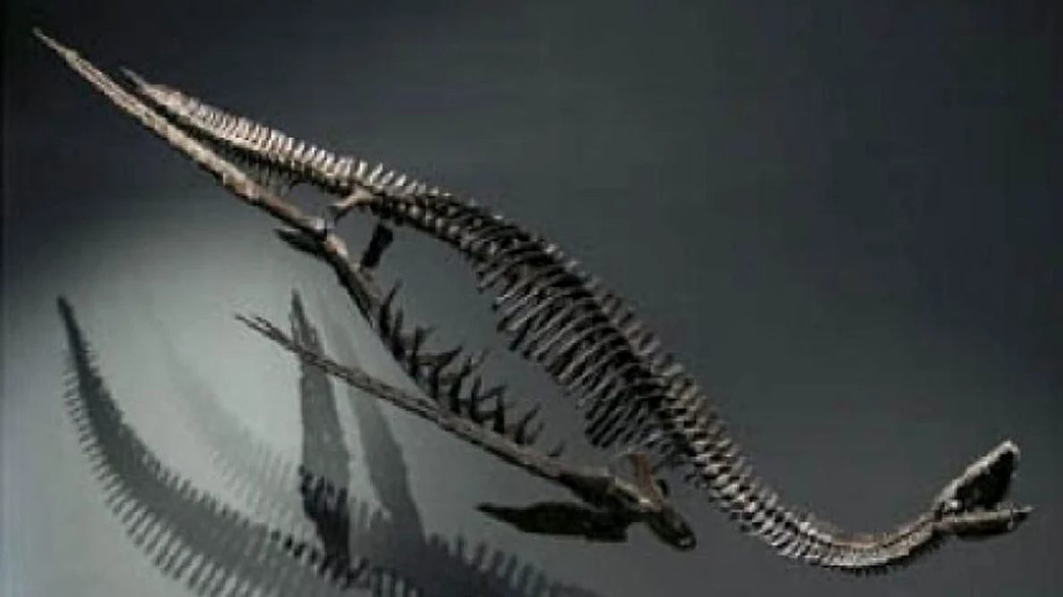 Schelete de dinozauri, de vânzare la Paris jpeg