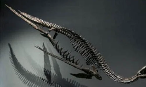 Schelete de dinozauri, de vânzare la Paris jpeg