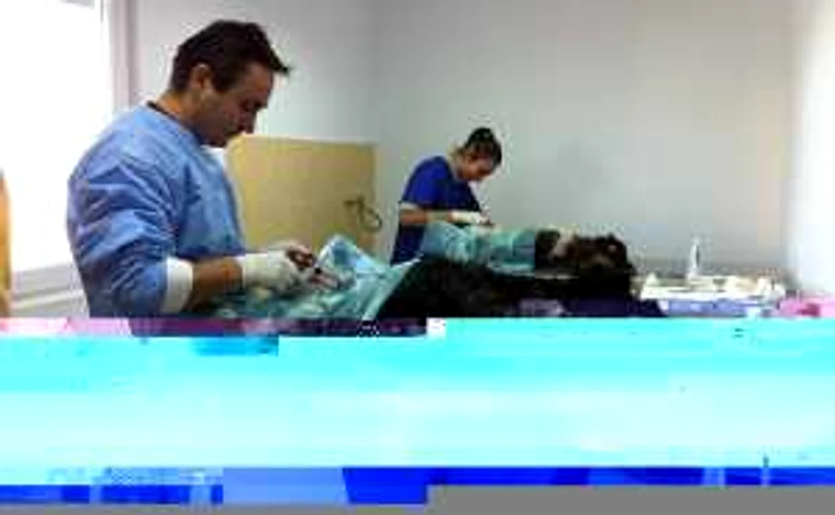 Animalele sunt sterilizate şi microcipate gratuit
