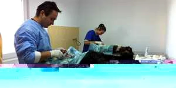Animalele sunt sterilizate şi microcipate gratuit