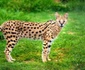 Serval  jpeg