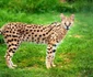 Serval  jpeg