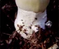 Amanita phalloides Foto Wikipedia (2) jpg