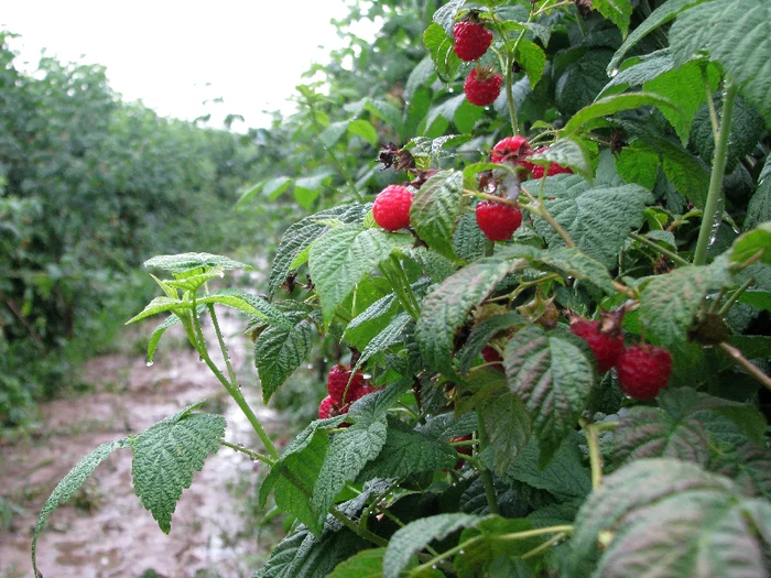 
    Proaspăta mămică se afla la cules de zmeură împreună cu soțul său  